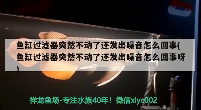 鱼缸过滤器突然不动了还发出噪音怎么回事(鱼缸过滤器突然不动了还发出噪音怎么回事呀)