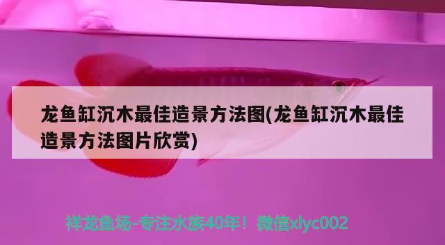 龙鱼缸沉木最佳造景方法图(龙鱼缸沉木最佳造景方法图片欣赏) 飞凤鱼苗