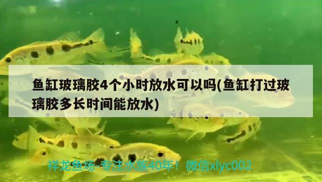 鱼缸玻璃胶4个小时放水可以吗(鱼缸打过玻璃胶多长时间能放水) 元宝鲫