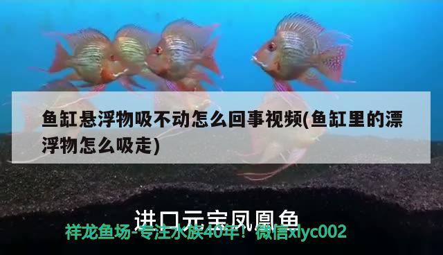 鱼缸悬浮物吸不动怎么回事视频(鱼缸里的漂浮物怎么吸走) 鱼缸净水剂