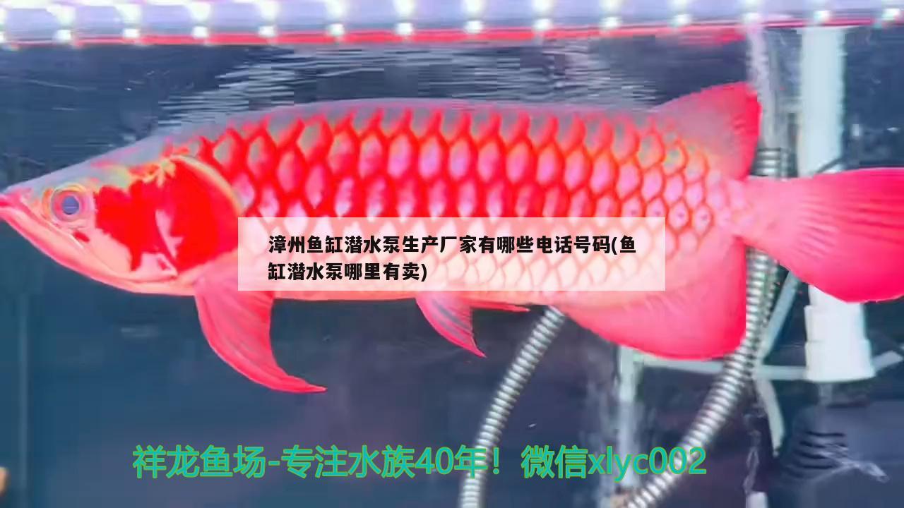 漳州鱼缸潜水泵生产厂家有哪些电话号码(鱼缸潜水泵哪里有卖) 斑马鸭嘴鱼