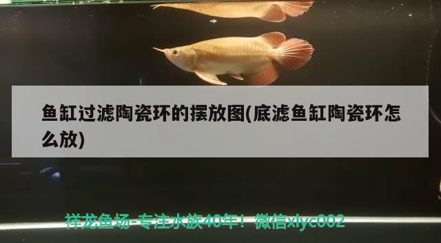 鱼缸过滤陶瓷环的摆放图(底滤鱼缸陶瓷环怎么放)