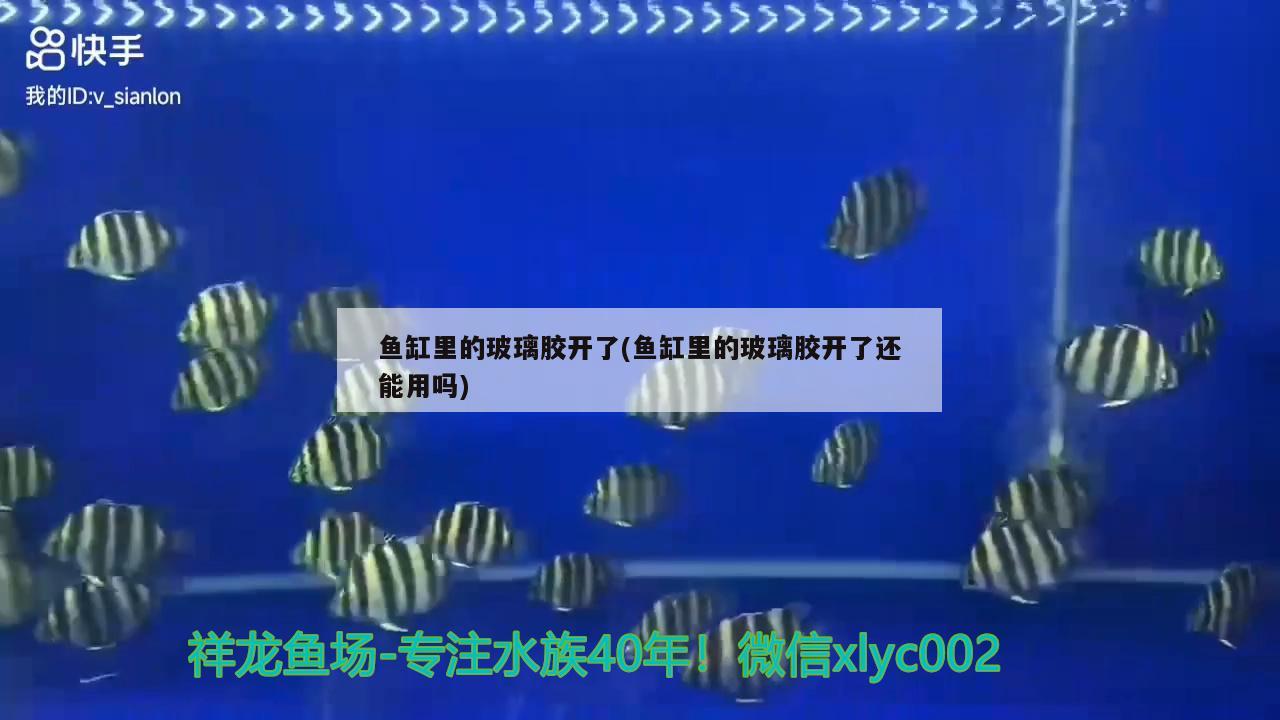 鱼缸里的玻璃胶开了(鱼缸里的玻璃胶开了还能用吗) 广州水族批发市场