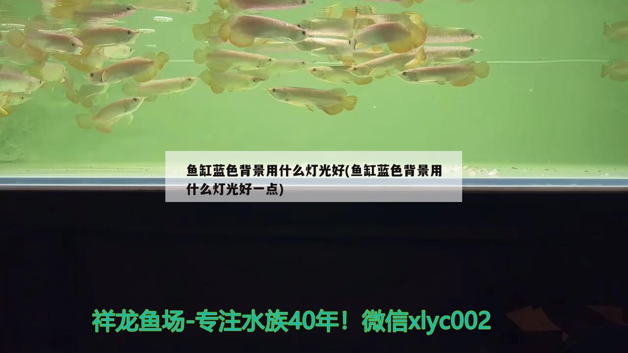 鱼缸蓝色背景用什么灯光好(鱼缸蓝色背景用什么灯光好一点) 大正锦鲤鱼