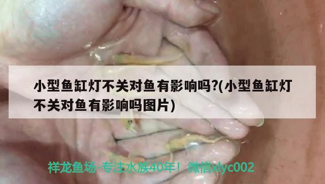 小型鱼缸灯不关对鱼有影响吗?(小型鱼缸灯不关对鱼有影响吗图片) 祥龙鱼场其他产品