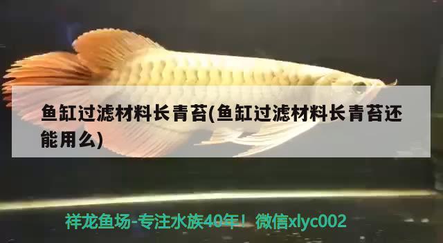 鱼缸过滤材料长青苔(鱼缸过滤材料长青苔还能用么)