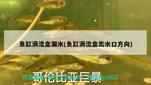 鱼缸滴流盒漏水(鱼缸滴流盒出水口方向) 杰西卡恐龙鱼