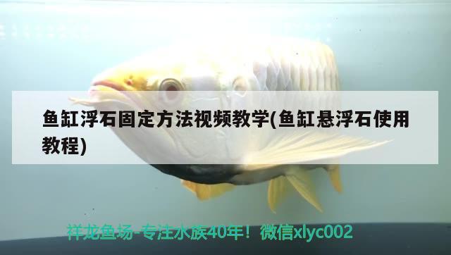 鱼缸浮石固定方法视频教学(鱼缸悬浮石使用教程) 红龙专用鱼粮饲料