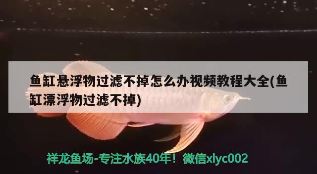 鱼缸悬浮物过滤不掉怎么办视频教程大全(鱼缸漂浮物过滤不掉)