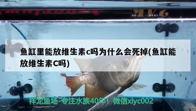 鱼缸里能放维生素c吗为什么会死掉(鱼缸能放维生素C吗) 养鱼知识