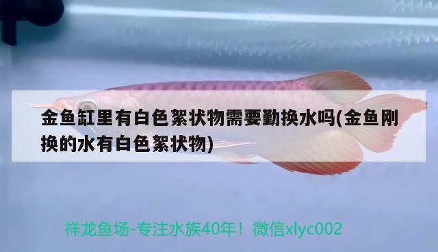 金鱼缸里有白色絮状物需要勤换水吗(金鱼刚换的水有白色絮状物) 南美异形观赏鱼