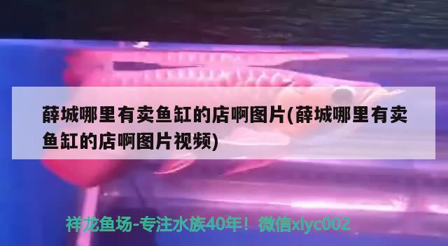 薛城哪里有卖鱼缸的店啊图片(薛城哪里有卖鱼缸的店啊图片视频)