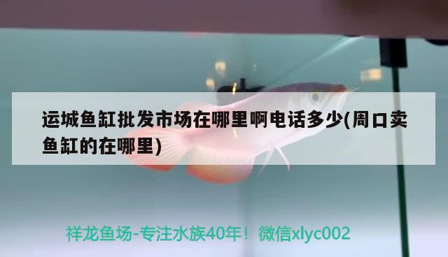 运城鱼缸批发市场在哪里啊电话多少(周口卖鱼缸的在哪里) 泰庞海鲢鱼