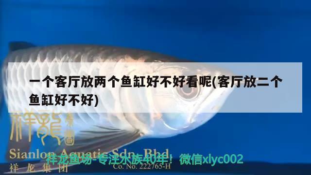 一个客厅放两个鱼缸好不好看呢(客厅放二个鱼缸好不好) 新加坡号半红龙鱼（练手级红龙鱼）