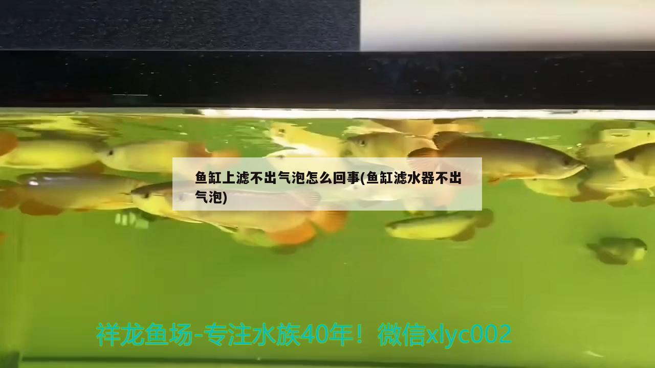 鱼缸上滤不出气泡怎么回事(鱼缸滤水器不出气泡)