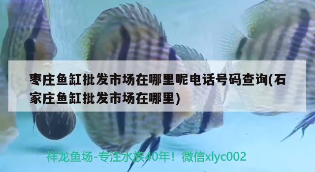 枣庄鱼缸批发市场在哪里呢电话号码查询(石家庄鱼缸批发市场在哪里) 黑桃A鱼