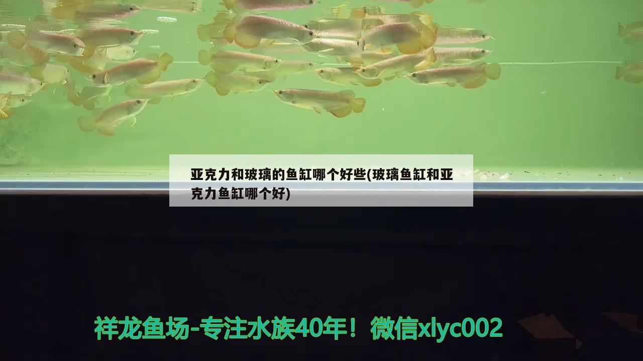 亚克力和玻璃的鱼缸哪个好些(玻璃鱼缸和亚克力鱼缸哪个好)