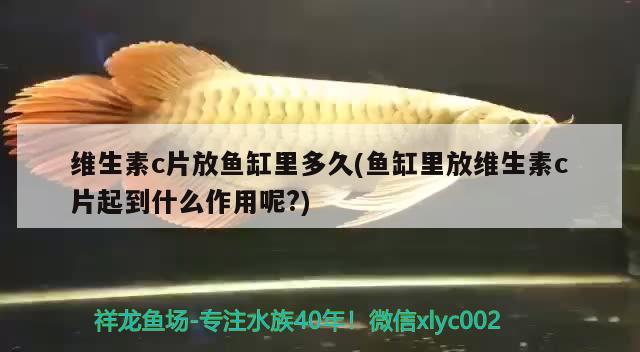 维生素c片放鱼缸里多久(鱼缸里放维生素c片起到什么作用呢?)