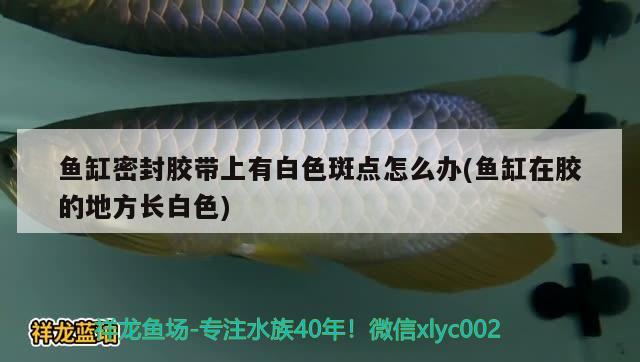 鱼缸密封胶带上有白色斑点怎么办(鱼缸在胶的地方长白色) 观赏鱼饲料