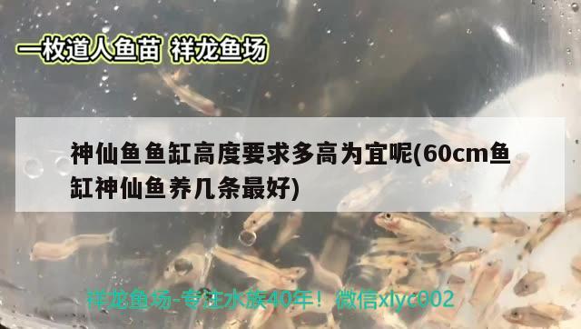 神仙鱼鱼缸高度要求多高为宜呢(60cm鱼缸神仙鱼养几条最好) 照明器材