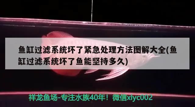 鱼缸过滤系统坏了紧急处理方法图解大全(鱼缸过滤系统坏了鱼能坚持多久) 祥龙赫舞红龙鱼 第1张