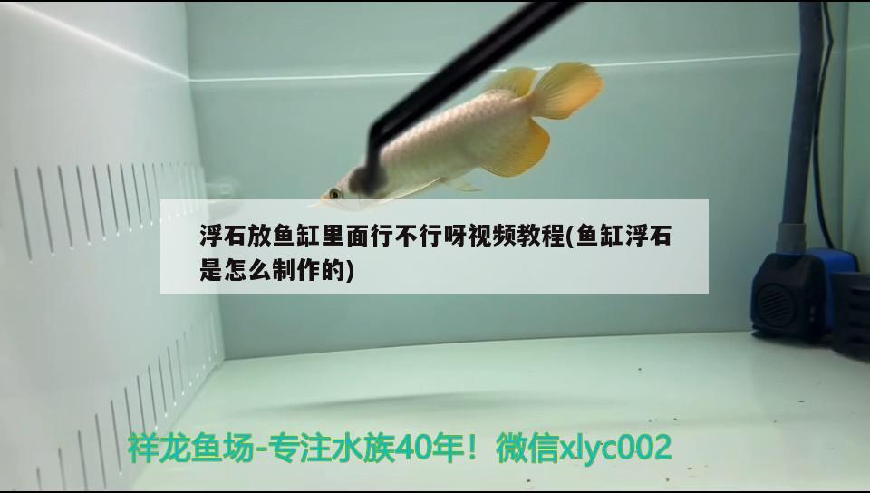 浮石放鱼缸里面行不行呀视频教程(鱼缸浮石是怎么制作的) 申古银版鱼