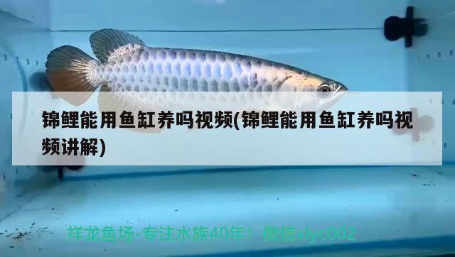 锦鲤能用鱼缸养吗视频(锦鲤能用鱼缸养吗视频讲解) 奈及利亚红圆点狗头