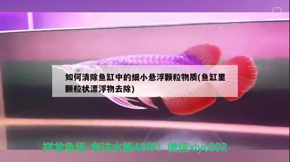 如何清除鱼缸中的细小悬浮颗粒物质(鱼缸里颗粒状漂浮物去除)