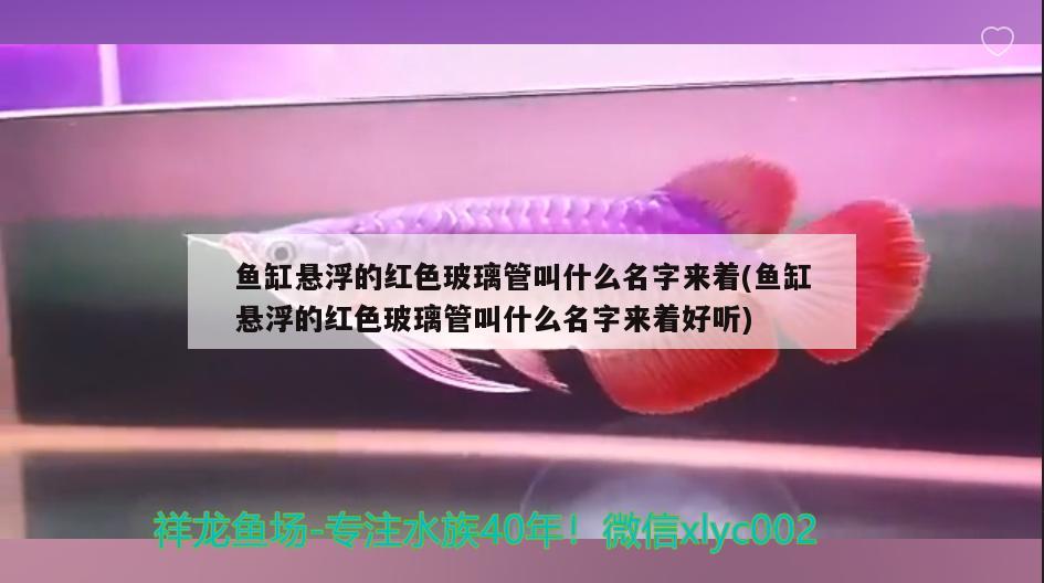 鱼缸悬浮的红色玻璃管叫什么名字来着(鱼缸悬浮的红色玻璃管叫什么名字来着好听) 印尼虎苗 第2张