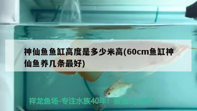 神仙鱼鱼缸高度是多少米高(60cm鱼缸神仙鱼养几条最好) 黑金魟鱼