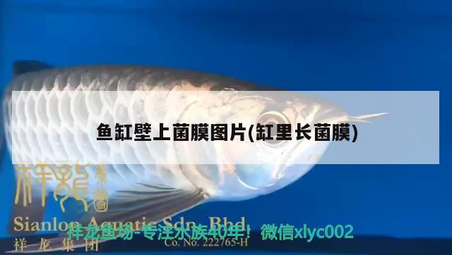 鱼缸壁上菌膜图片(缸里长菌膜) 白子黑帝王魟鱼