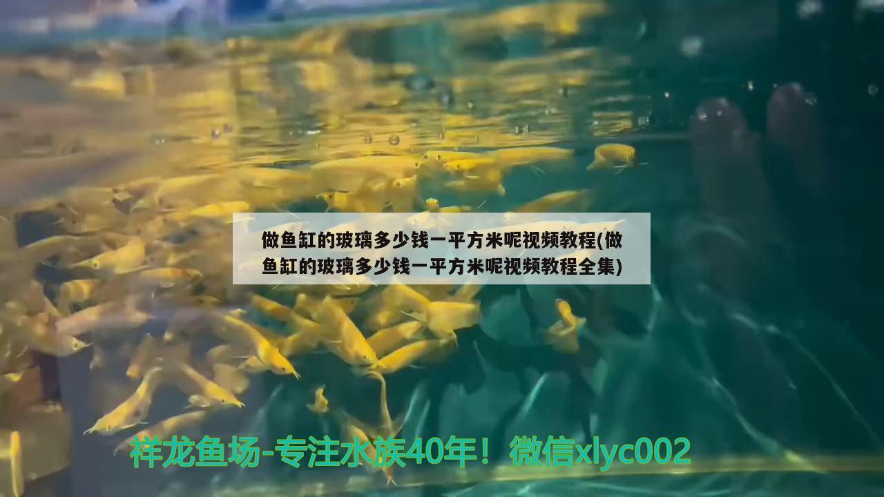 做鱼缸的玻璃多少钱一平方米呢视频教程(做鱼缸的玻璃多少钱一平方米呢视频教程全集) 恐龙王鱼