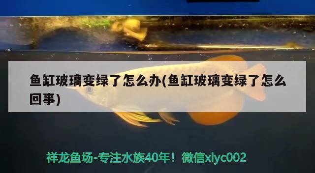 鱼缸玻璃变绿了怎么办(鱼缸玻璃变绿了怎么回事) 广州龙鱼批发市场