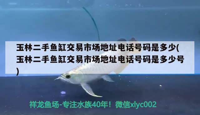 玉林二手鱼缸交易市场地址电话号码是多少(玉林二手鱼缸交易市场地址电话号码是多少号) 黑金魟鱼