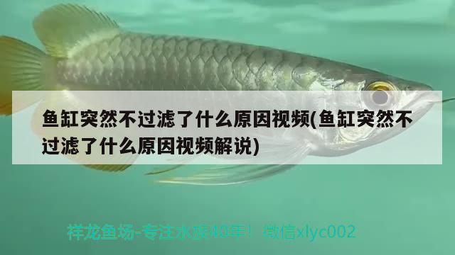 鱼缸突然不过滤了什么原因视频(鱼缸突然不过滤了什么原因视频解说) 柠檬鲫