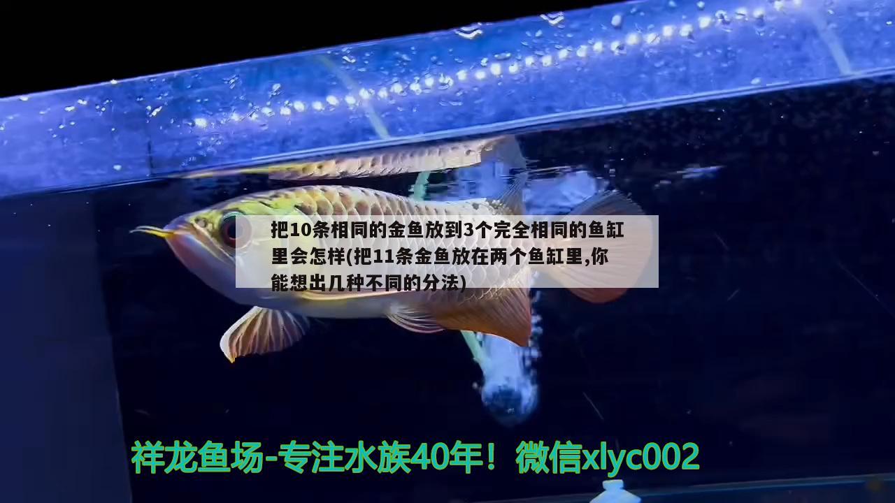 把10条相同的金鱼放到3个完全相同的鱼缸里会怎样(把11条金鱼放在两个鱼缸里,你能想出几种不同的分法) 祥龙鱼场