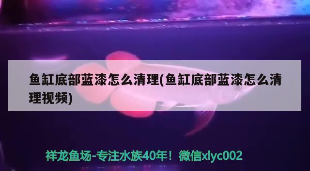 鱼缸底部蓝漆怎么清理(鱼缸底部蓝漆怎么清理视频) 狗仔招财猫鱼