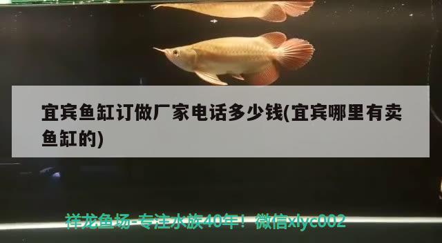 宜宾鱼缸订做厂家电话多少钱(宜宾哪里有卖鱼缸的) 非洲金鼓鱼