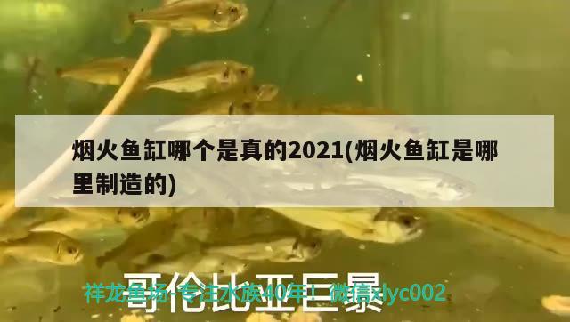 烟火鱼缸哪个是真的2021(烟火鱼缸是哪里制造的)