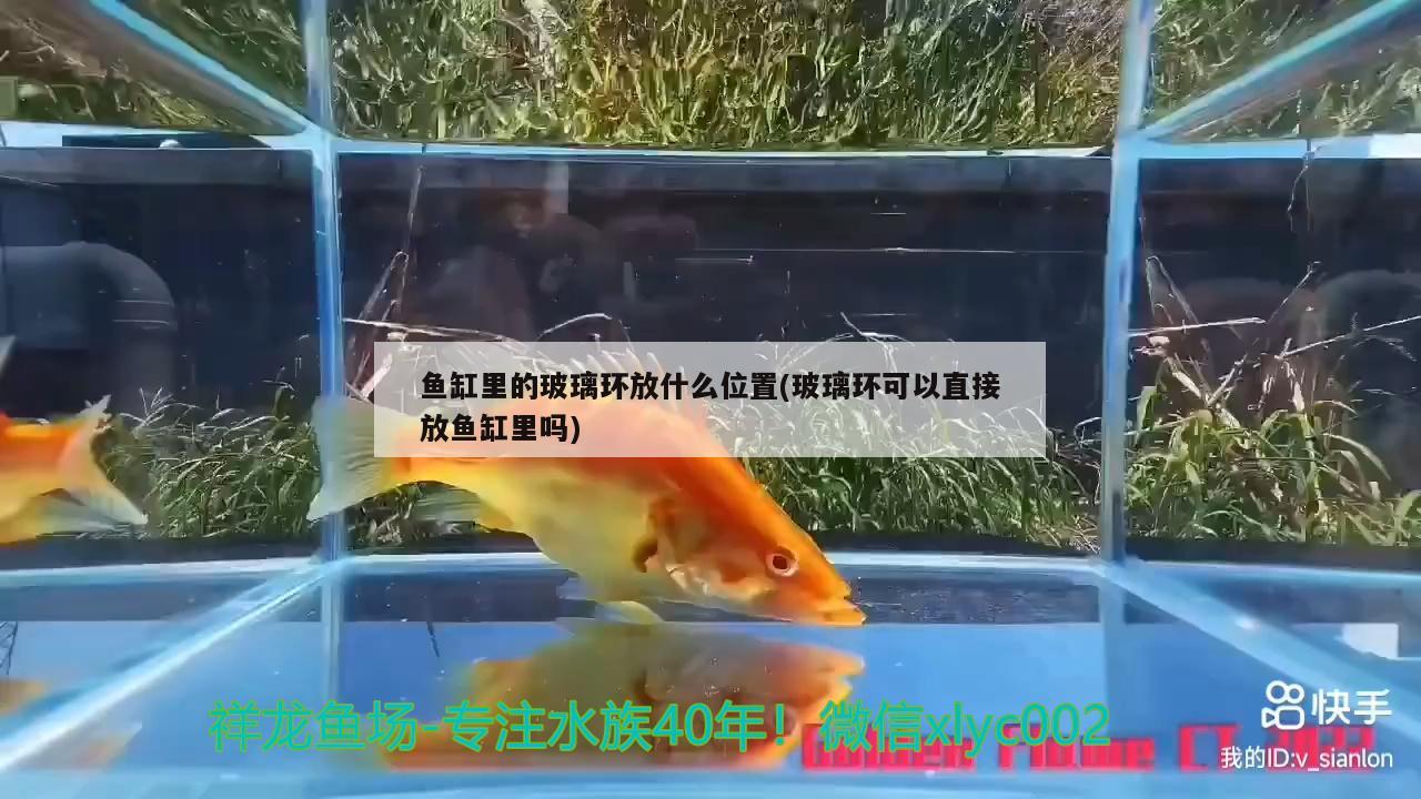 鱼缸里的玻璃环放什么位置(玻璃环可以直接放鱼缸里吗) 蝴蝶鲤鱼苗