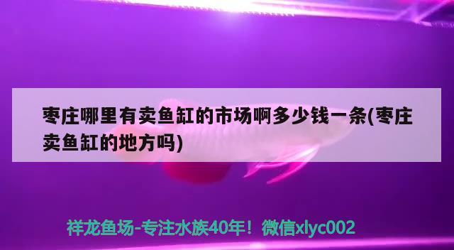 枣庄哪里有卖鱼缸的市场啊多少钱一条(枣庄卖鱼缸的地方吗) 祥龙鱼场品牌产品