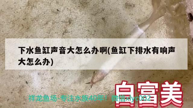 下水鱼缸声音大怎么办啊(鱼缸下排水有响声大怎么办)