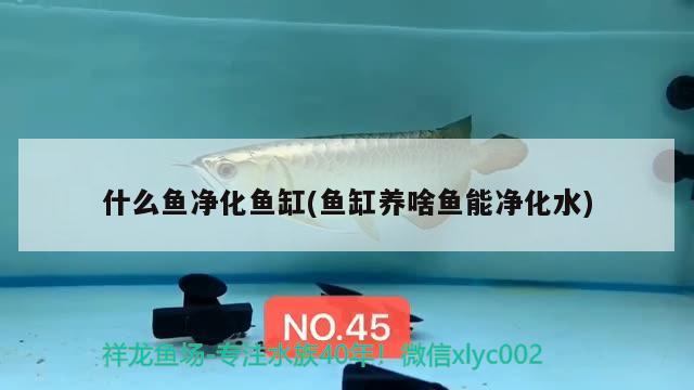 什么鱼净化鱼缸(鱼缸养啥鱼能净化水) 帝王三间鱼 第4张