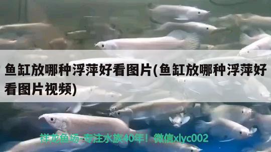 鱼缸放哪种浮萍好看图片(鱼缸放哪种浮萍好看图片视频)