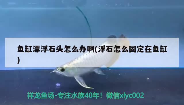 鱼缸漂浮石头怎么办啊(浮石怎么固定在鱼缸)