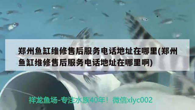 郑州鱼缸维修售后服务电话地址在哪里(郑州鱼缸维修售后服务电话地址在哪里啊) 泰庞海鲢鱼