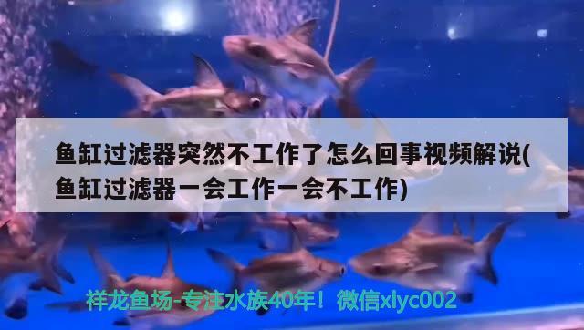 鱼缸过滤器突然不工作了怎么回事视频解说(鱼缸过滤器一会工作一会不工作) 女王大帆鱼苗