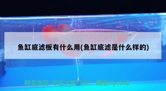 鱼缸底滤板有什么用(鱼缸底滤是什么样的) 祥龙龙鱼专用水族灯