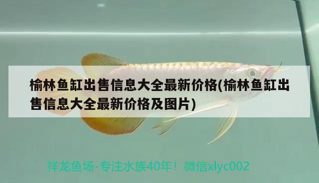 榆林鱼缸出售信息大全最新价格(榆林鱼缸出售信息大全最新价格及图片)