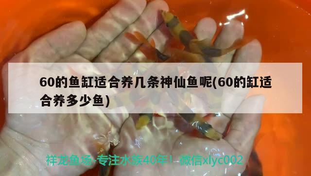 60的鱼缸适合养几条神仙鱼呢(60的缸适合养多少鱼) 水温计